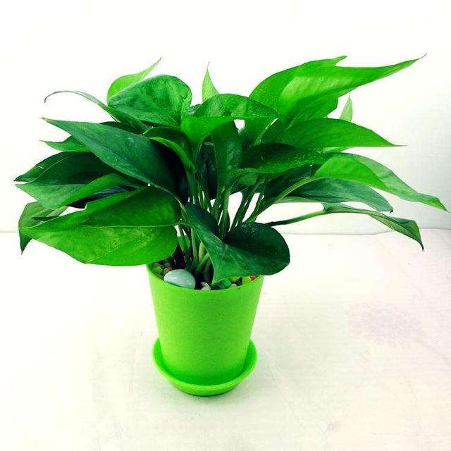 廣州除甲醛靠綠植盆栽？都是大忽悠！