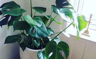 除甲醛植物排名，最有效的除甲醛植物是誰？