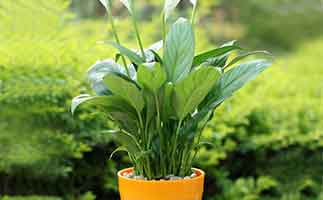 除甲醛植物就能去除新房甲醛了？別在騙自己了