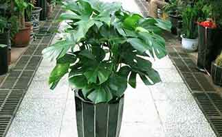 廣州除甲醛植物排名，最有效的植物到底是誰(shuí)？