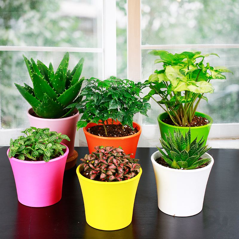 去甲醛的植物如何打理?