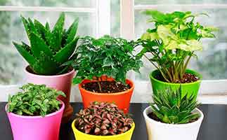 去甲醛的植物應(yīng)該如何打理？