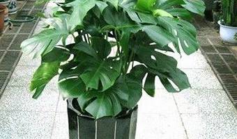 除甲醛植物去除甲醛的效果到底怎么樣？