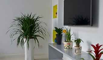 新房擺放除甲醛植物有什么講究嗎？