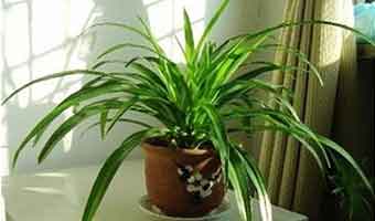 適合改善室內(nèi)空氣質(zhì)量的五種綠植，您知道有哪