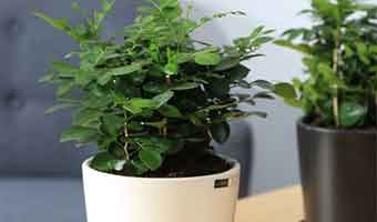 能去除甲醛的植物到底有哪些？用心記下不要在