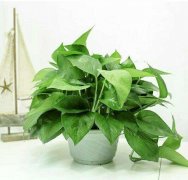 室內(nèi)甲醛污選“綠蘿”除甲醛的效果到底如何？